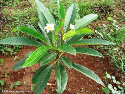 ּ̫ſعȨת йΪعɹɶ